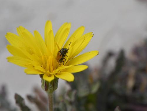 Réf. 226 887 : Cryptocephalus rugicollis